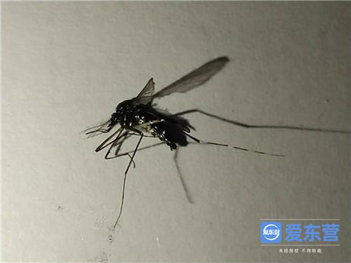 是时候展示真正的技术了！@东营人夏季灭蚊作战全攻略已备好(图1)