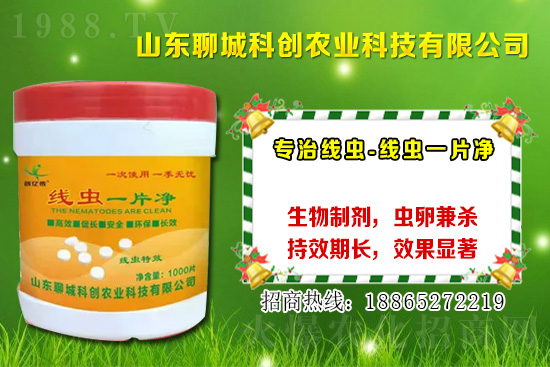 根结线虫防治新方案！生物制剂50种作物实地考察！灭杀高！(图1)