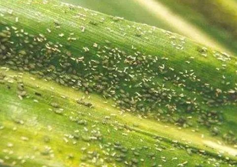 防治蚜虫的15种方法每一种都要掌握！（建议收藏）(图1)
