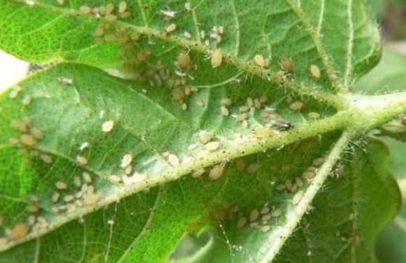 防治蚜虫的15种方法每一种都要掌握！（建议收藏）(图3)