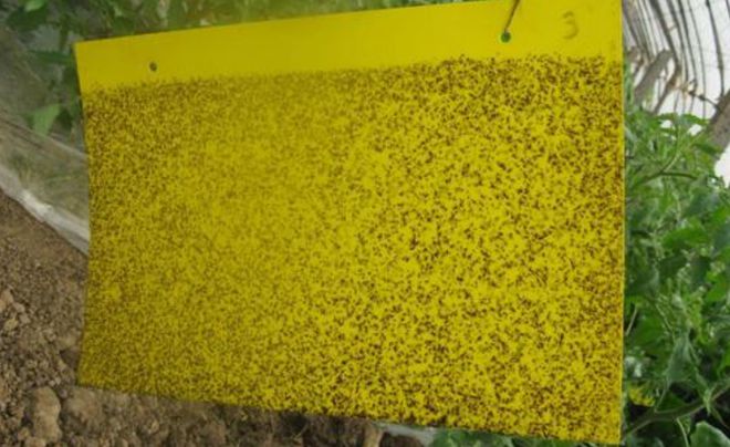 防治蚜虫的15种方法每一种都要掌握！（建议收藏）(图2)
