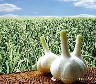 蔬菜常见病虫害用药名录！珍藏版(图3)
