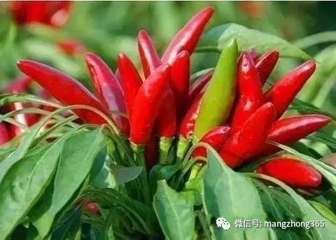 蔬菜常见病虫害用药名录！珍藏版(图4)