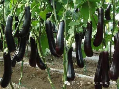 蔬菜常见病虫害用药名录！珍藏版(图2)