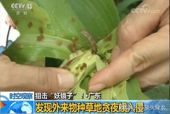 紧急！外来害虫入侵几乎没有天敌？农民抓紧防治(图2)