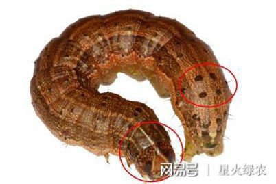 紧急！外来害虫入侵几乎没有天敌？农民抓紧防治(图4)