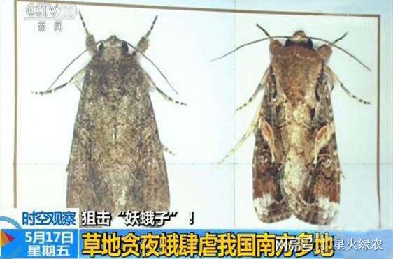 紧急！外来害虫入侵几乎没有天敌？农民抓紧防治(图1)