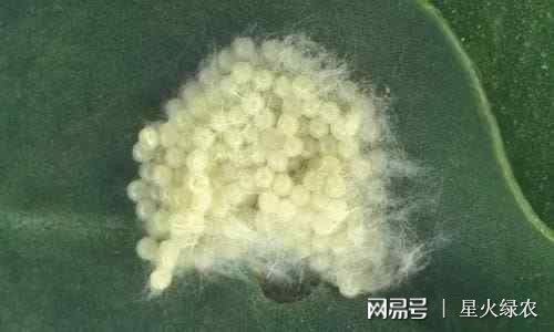 紧急！外来害虫入侵几乎没有天敌？农民抓紧防治(图3)