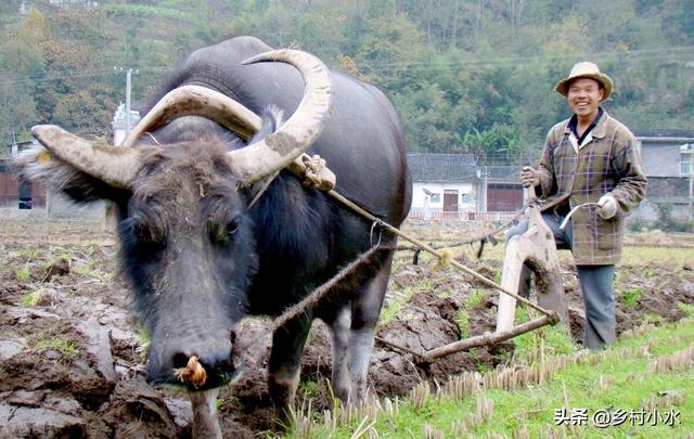 用一次管一季分享6个独特方法有效杀灭蛴螬(图1)