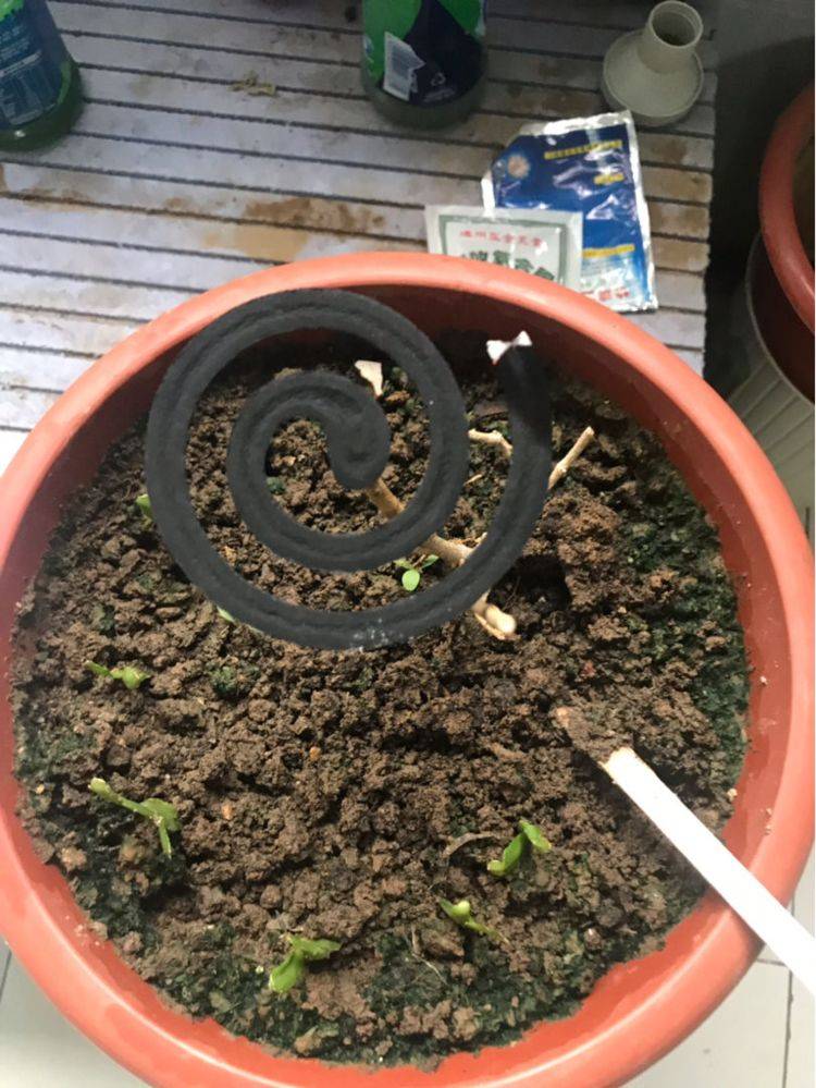 安全有效的杀虫妙招这3点要记牢虫子一去不返(图3)