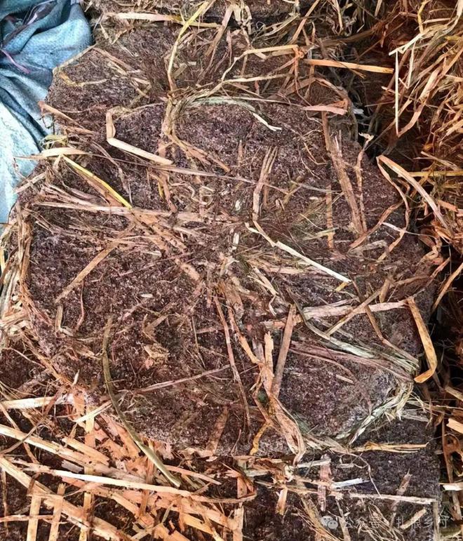 为何有人高价收购茶麸？原来茶麸也是个宝如此多厉害的用处可惜如今少见了(图3)