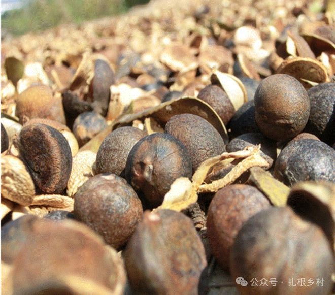 为何有人高价收购茶麸？原来茶麸也是个宝如此多厉害的用处可惜如今少见了(图5)