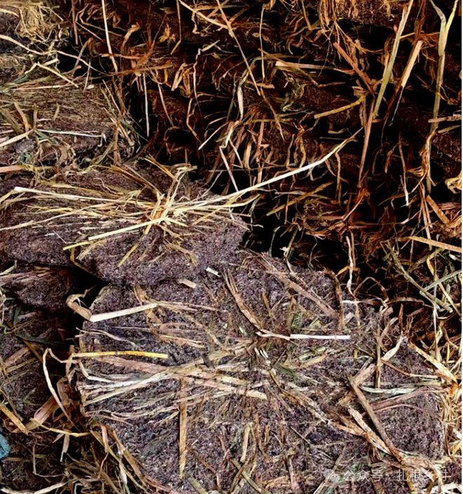 为何有人高价收购茶麸？原来茶麸也是个宝如此多厉害的用处可惜如今少见了(图6)