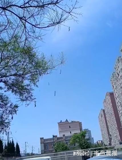 尺蠖幼虫“组团侵袭”小区(图1)