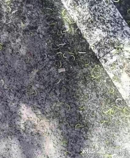 尺蠖幼虫“组团侵袭”小区(图2)