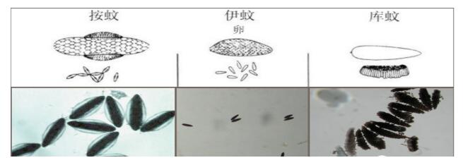 【PCO论坛】冬季蚊虫防制：越冬蚊虫数量直接决定了明年的数量(图1)