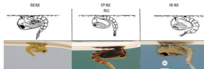【PCO论坛】冬季蚊虫防制：越冬蚊虫数量直接决定了明年的数量(图3)