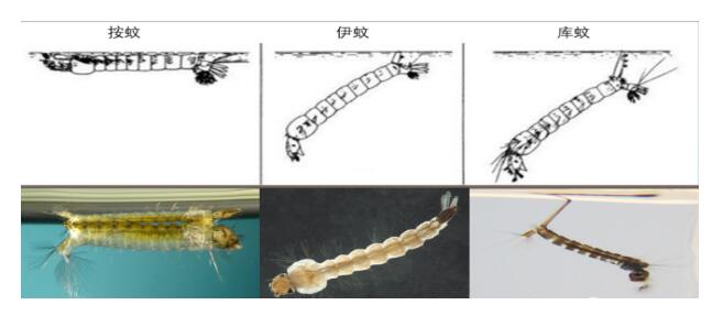 【PCO论坛】冬季蚊虫防制：越冬蚊虫数量直接决定了明年的数量(图2)