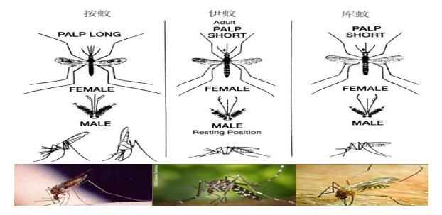 【PCO论坛】冬季蚊虫防制：越冬蚊虫数量直接决定了明年的数量(图4)