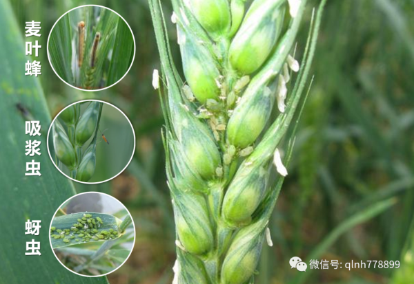 硬打见效迅速内吸力强持效期长大虫小虫通杀！(图1)