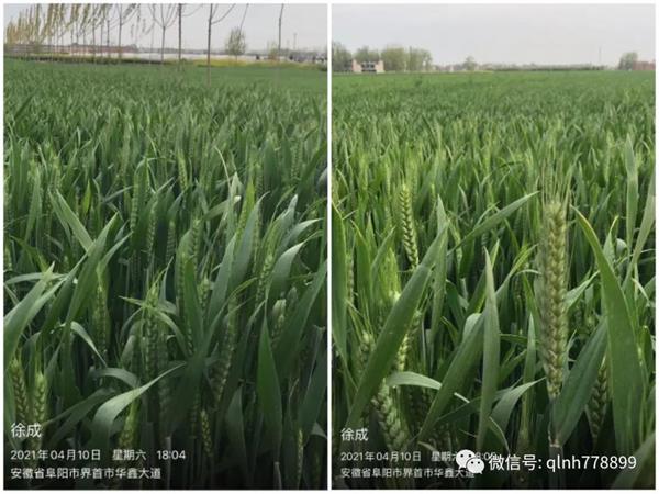 硬打见效迅速内吸力强持效期长大虫小虫通杀！(图2)