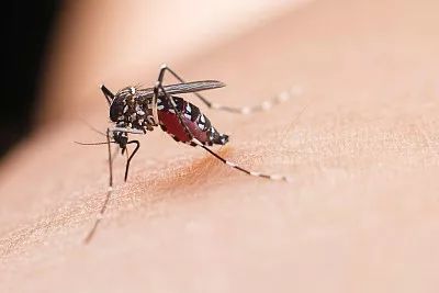超实用！这7个有效防蚊方法保你一个夏天蚊子不近身(图1)