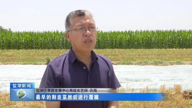 在希望的田野上丨王范乡：用日晒高温覆膜法种出“绿色”韭菜(图5)