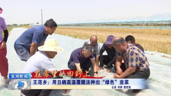 在希望的田野上丨王范乡：用日晒高温覆膜法种出“绿色”韭菜(图2)