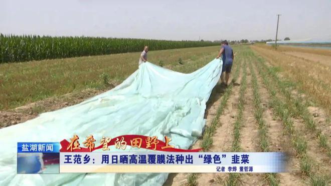在希望的田野上丨王范乡：用日晒高温覆膜法种出“绿色”韭菜(图1)