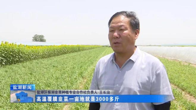 在希望的田野上丨王范乡：用日晒高温覆膜法种出“绿色”韭菜(图7)