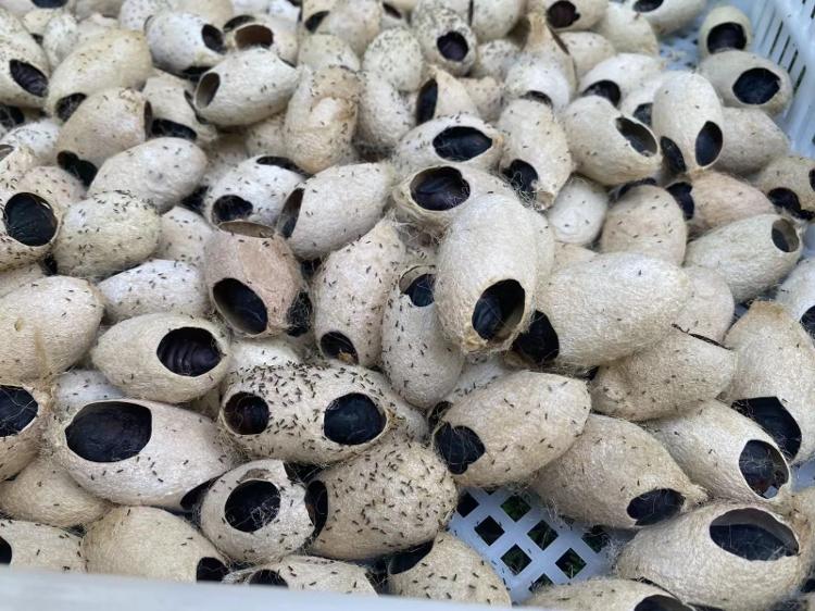 青岛市“以虫治虫”抓好林业有害生物防控工作(图1)