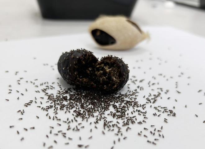 3亿余只“蜂特工”正奉命绞杀美国白蛾(图6)