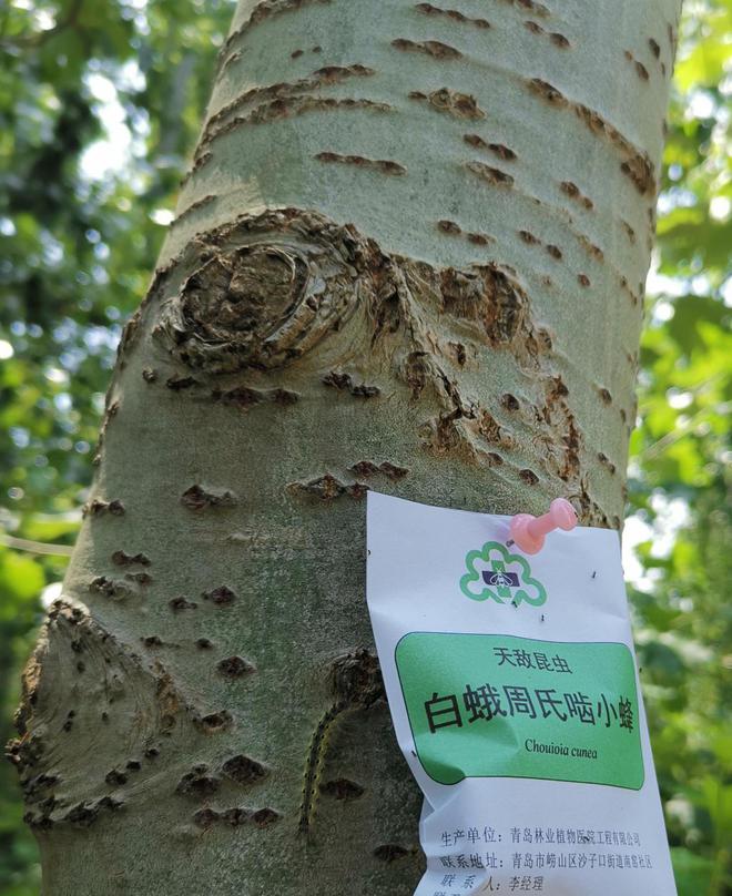 3亿余只“蜂特工”正奉命绞杀美国白蛾(图9)