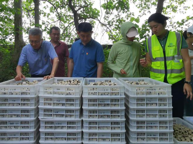 3亿余只“蜂特工”正奉命绞杀美国白蛾(图10)