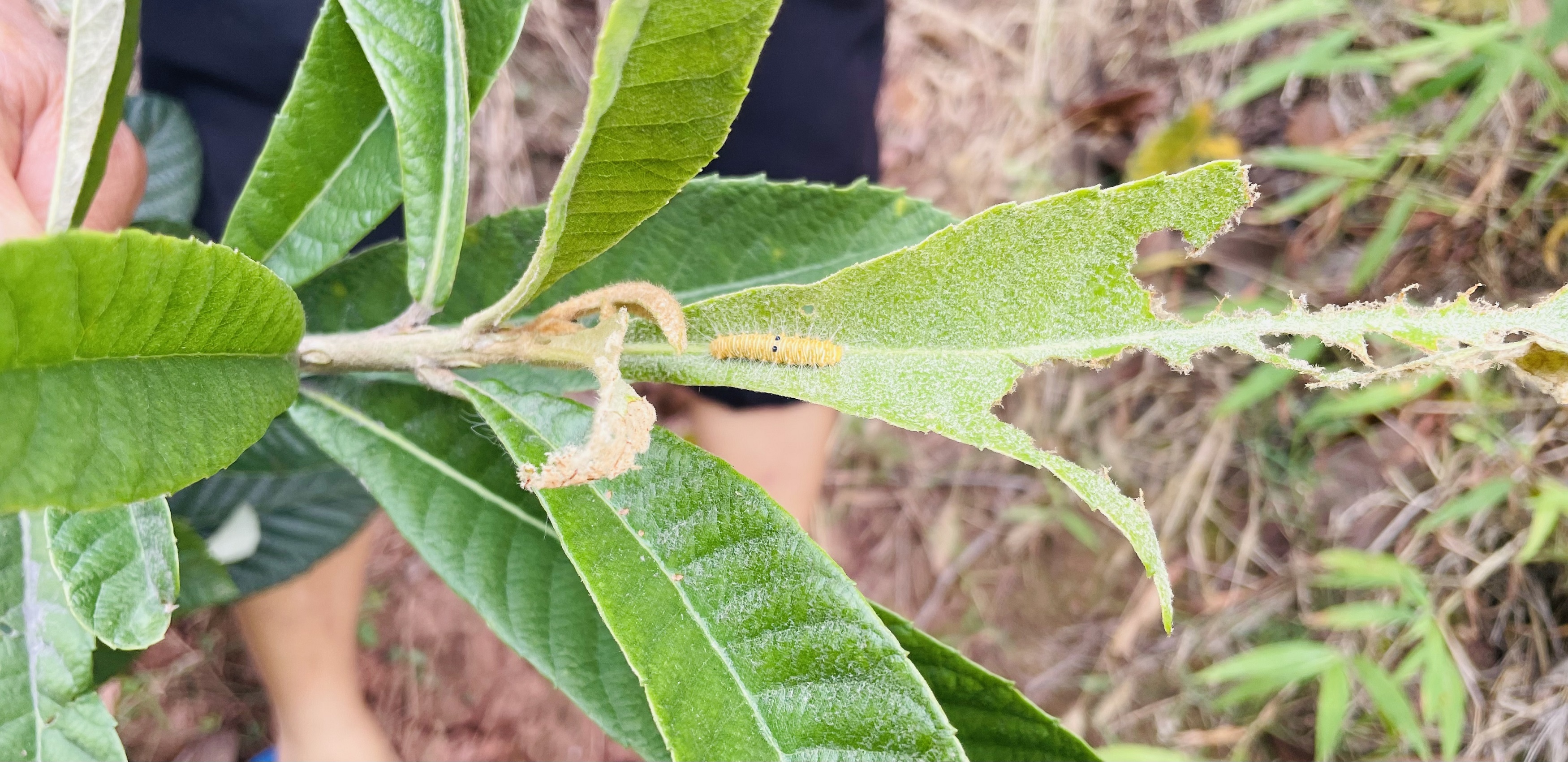 【农业技术】秋冬季枇杷黄毛虫的危害特征及防治方法(图1)