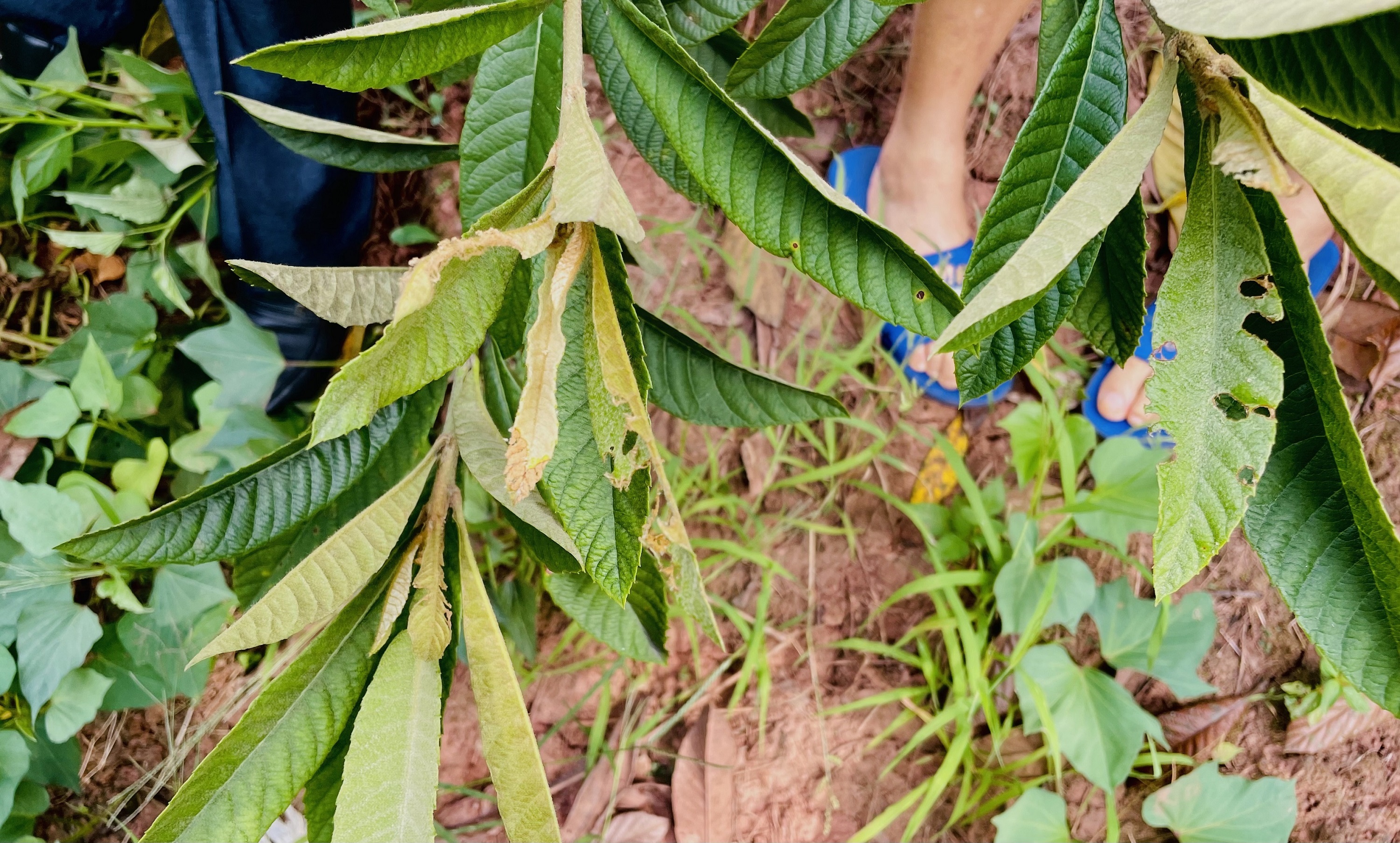 【农业技术】秋冬季枇杷黄毛虫的危害特征及防治方法(图2)