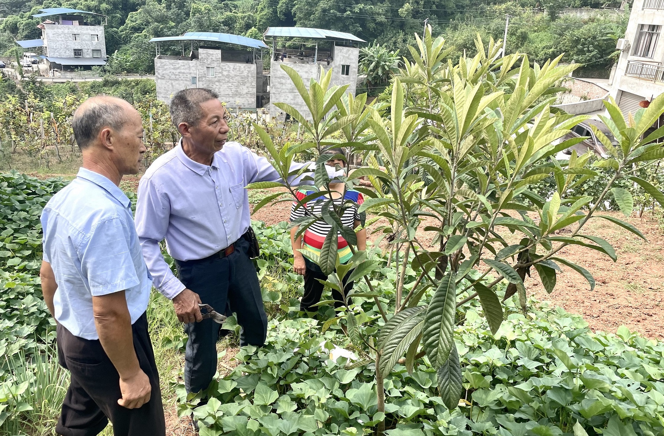 【农业技术】秋冬季枇杷黄毛虫的危害特征及防治方法(图3)