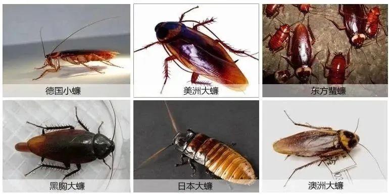 “起猛了看到蟑螂有应援棒了！”正值高峰期如何与它们斗智斗勇眼睩睩(图1)