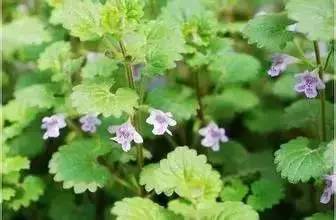 植物+蔬菜防治病虫害无毒又无害(图1)