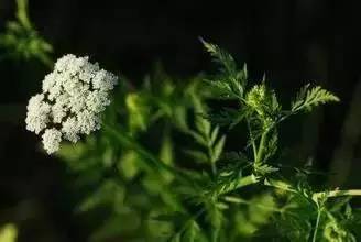 植物+蔬菜防治病虫害无毒又无害(图2)
