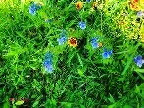 植物+蔬菜防治病虫害无毒又无害(图4)