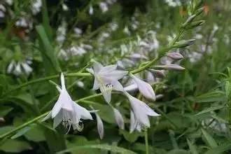 植物+蔬菜防治病虫害无毒又无害(图5)