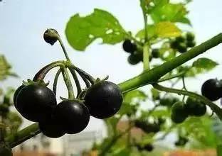 植物+蔬菜防治病虫害无毒又无害(图6)
