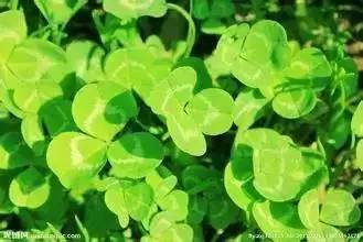植物+蔬菜防治病虫害无毒又无害(图7)