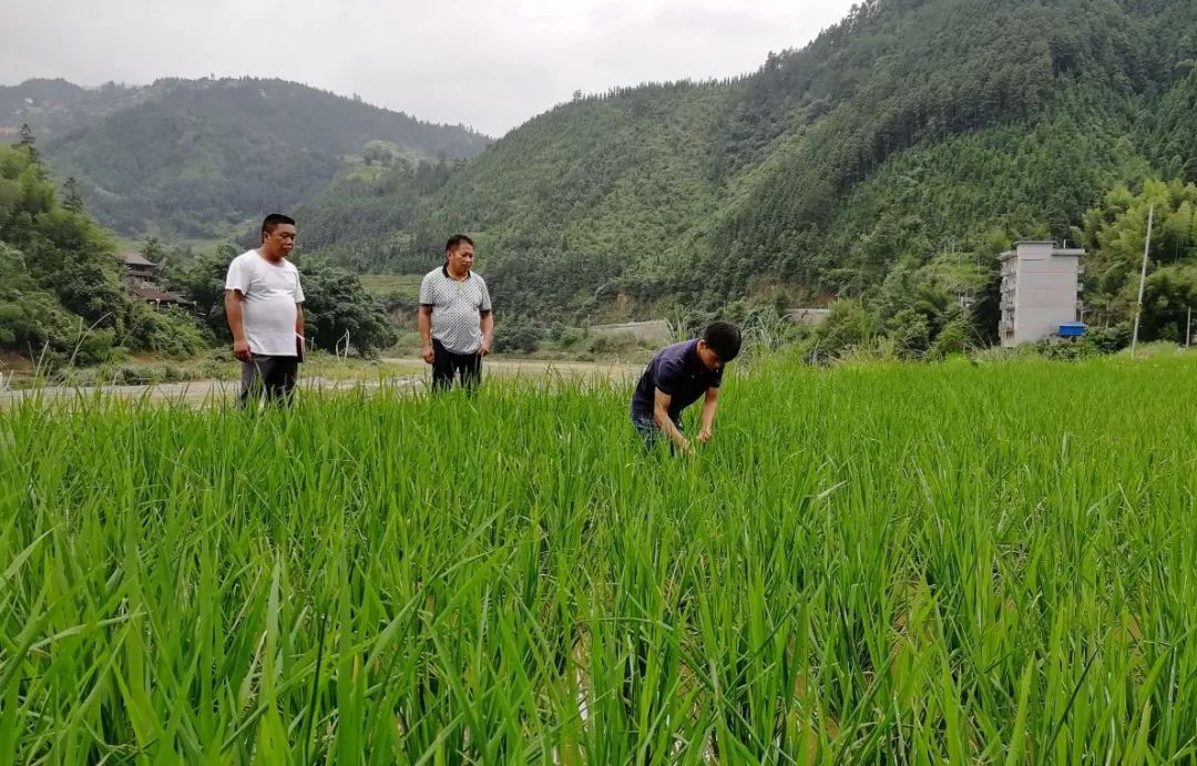 68种杀虫剂用药指南看完秒变专家！(图8)