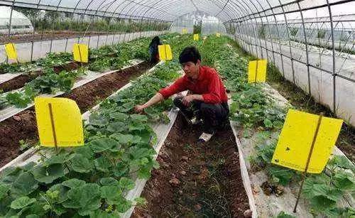 68种杀虫剂用药指南看完秒变专家！(图1)