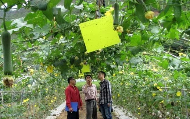 68种杀虫剂用药指南看完秒变专家！(图2)