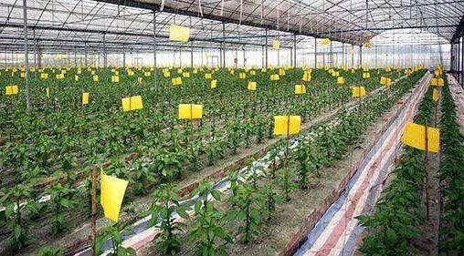 68种杀虫剂用药指南看完秒变专家！(图3)