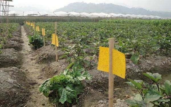 68种杀虫剂用药指南看完秒变专家！(图5)