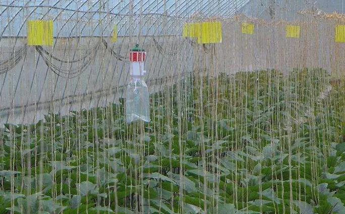 68种杀虫剂用药指南看完秒变专家！(图6)